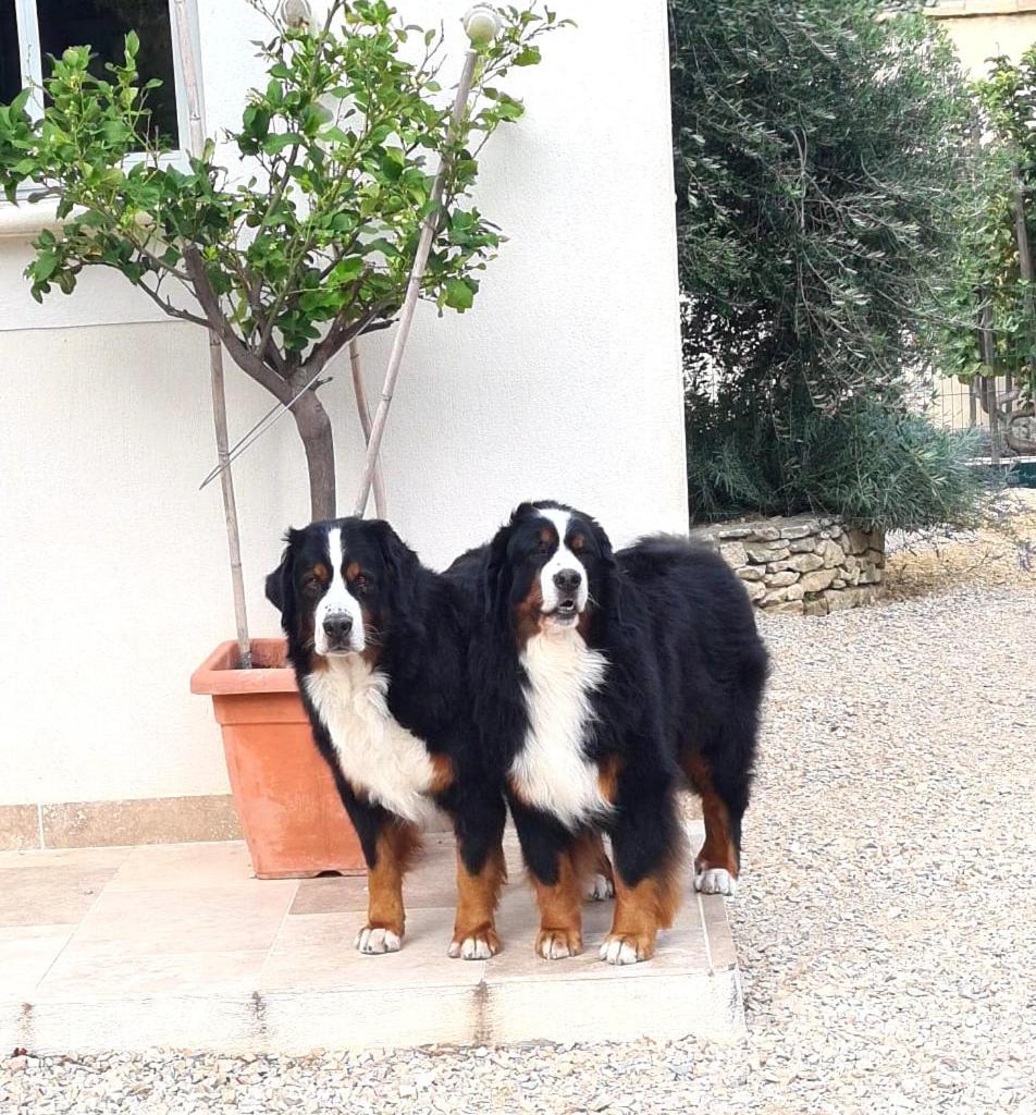 Mazet Independant Pour 2 Personnes A St Remy Villa Saint-Rémy-de-Provence Esterno foto